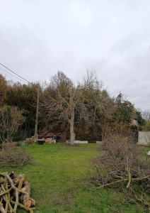 Photo de galerie - élagage du noyer effectuer