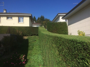 Photo de galerie - Taille de haies 