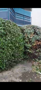 Photo de galerie - Taille de haies et d'arbustes