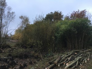 Photo de galerie - Tonte de pelouse - Débroussaillage