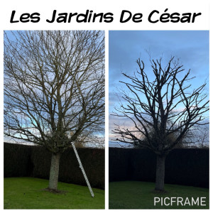 Photo de galerie - Taille de réduction d’un cerisier 