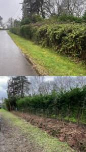 Photo de galerie - Taille de haies et d'arbustes