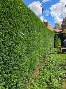 Photo de galerie - Taille de haie