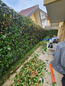 Photo de galerie - Rabattage d’une haie d’un rez de jardin