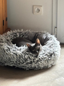 Photo de galerie - J’aime les animaux et j’ai moi même un chat, je garderais votre animal comme si c’était le mien !! 