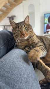Photo de galerie - Mon chat
