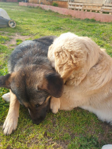 Photo de galerie - Voici mes 2 chiens: zola et bruno, laissés avec ma famille au Liban
