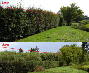 Photo de galerie - Rabbatage de haies