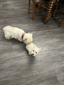 Photo de galerie - Mes petites Westies 