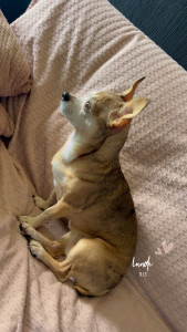 Photo de galerie - Garde chien