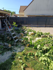 Photo de galerie - Abbatage d'un figuier de 40 ans 