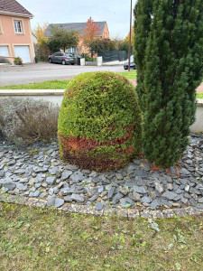 Photo de galerie - Petite taille d’arbuste 