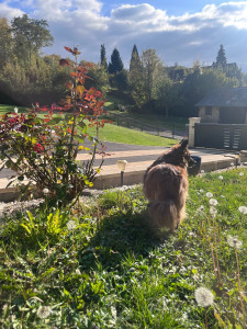 Photo de galerie - Cookie ☺️