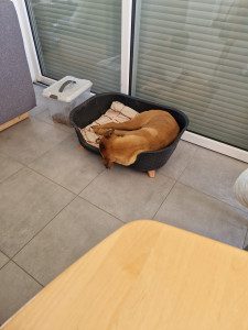 Photo de galerie - Boxer 