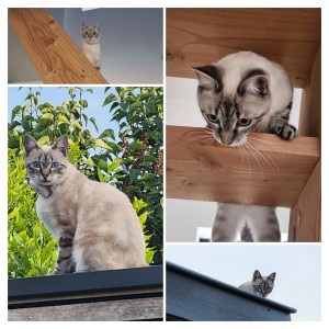 Photo de galerie - Garde animaux