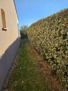 Photo de galerie - Taille de haies et d'arbustes