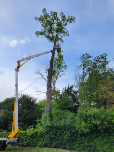 Photo de galerie - Abattage par démontage d un arbre  de 25 mètres de hauteur devenu dangereux , à l aide d'une nacelle 