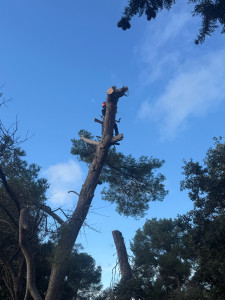 Photo de galerie - Abattage d’un pin 