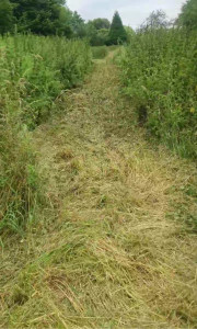 Photo de galerie - Chantier de débroussaillage 1 hectares