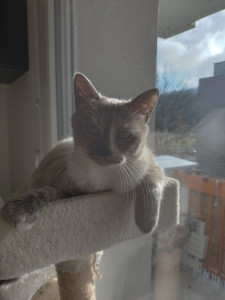 Photo de galerie - Je garde vos animaux, possédant deja des animaux a mon domicile je vous propose de garder les votre en votre absent il seront bien garder et de savoir les comprendre 