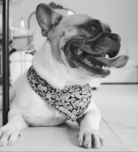 Photo de galerie - Propriétaire d’un bouledogue français. Je suis apte à garder un chien au domicile des clients. 