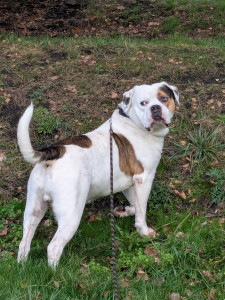 Photo de galerie - Dressage