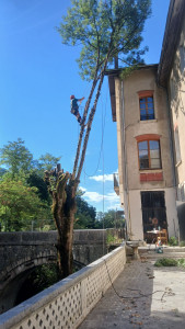 Photo de galerie - Taille de deux arbres risqués