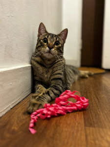 Photo de galerie - Garde chat