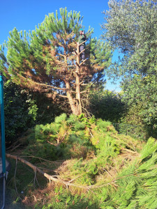 Photo de galerie - Abattage d'un arbre pin parasol