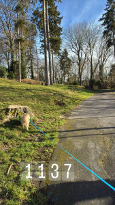 Photo de galerie - Des balades ???‍♀️