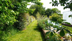 Photo de galerie - Taille de haie