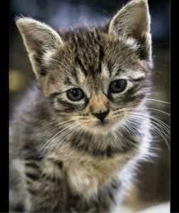 Photo de galerie - Je suis pet-sitter et m’en occupe de vos chats en votre absence 