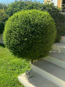 Photo de galerie - Taille de buis