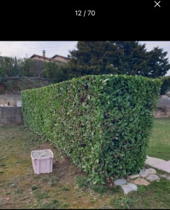 Photo de galerie - Taille d’une petite haies de laurier 