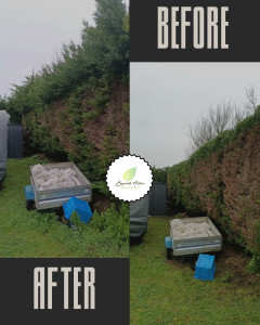 Photo de galerie - Taille de haie