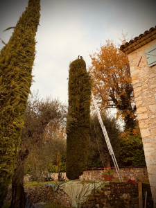 Photo de galerie - Taille de haies et d'arbustes