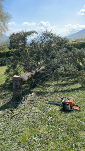 Photo de galerie - Abattage sapin