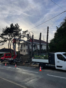 Photo de galerie - Abattage avec nacelle de 8 sapin 