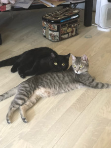 Photo de galerie - Garde chat