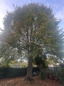 Photo de galerie - Taille aux anciennes courbes d’un tilleul