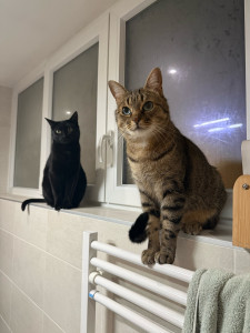 Photo de galerie - Garde chat