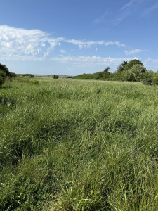 Photo de galerie - Tonte de pelouse - Débroussaillage