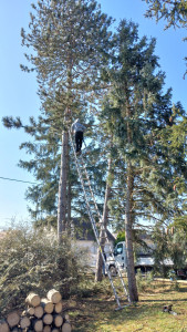 Photo de galerie - ététage d'un sapin 