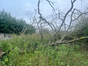 Photo de galerie - Abattage du noyer 