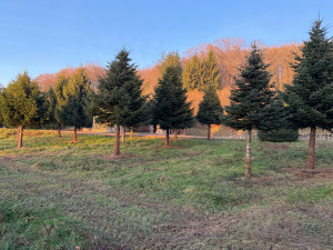 Photo de galerie - Détourer pied de sapin de Noël. pour création d’un sous bois.