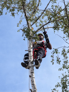 Photo de galerie - Elagage et coupe d'arbres