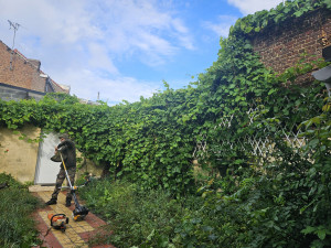 Photo de galerie - Abbatage Vigne non entretenu 