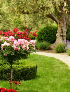 Photo de galerie - Taille de haie en forme.
Tonte.
Eclaircissement.