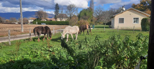 Photo de galerie - Garde à domicile de 3 chevaux pendant une semaine avec visites quotidiennes et manipulations au licol pour donner les rations de grain