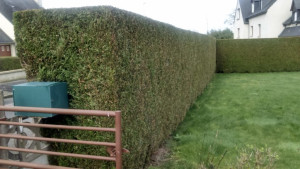 Photo de galerie - Taille de haie 